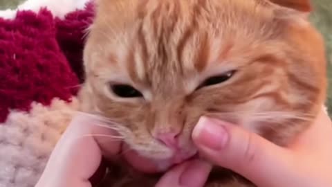 Funny cats videos for cute baby cats