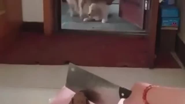 Dogs reacting when waching a dog cake cut