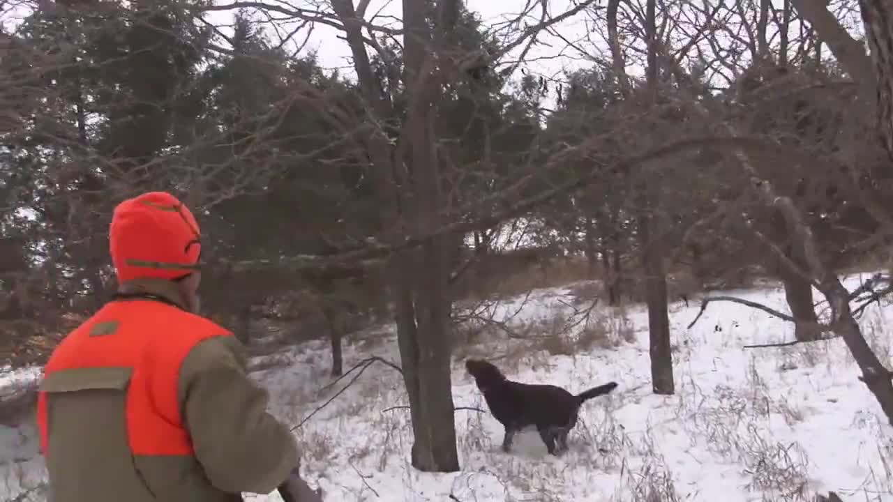 Big Field Pheasants