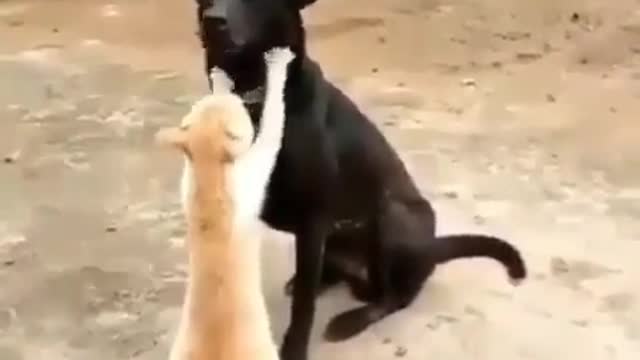 🤣 Funniest 😻 Cats And 🐶 Dogs - Cute And Funny Animal Videos 😇 +1