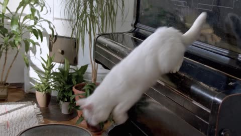 funny cat movement