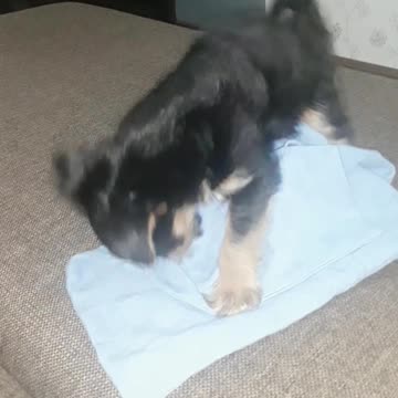 The puppy got carried away by the game and fell to the floor