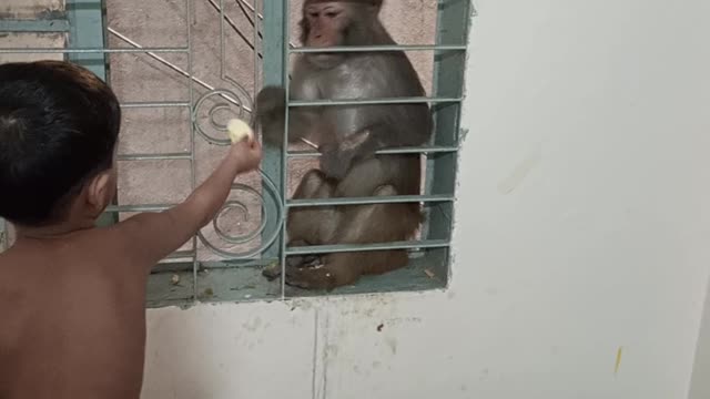 Little monkey eating biscute