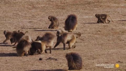 gelada