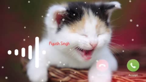 funny cat ringtone video