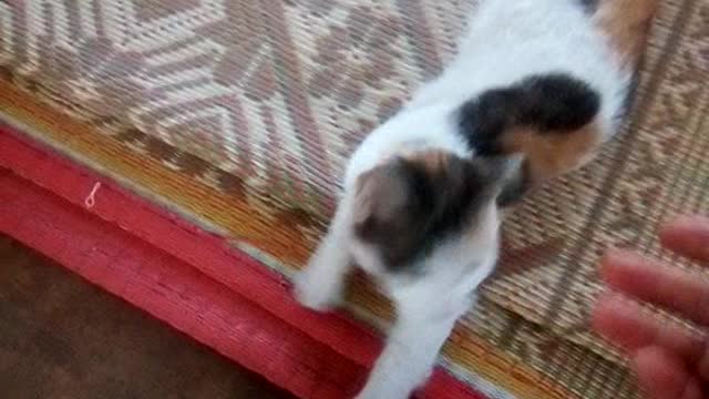 Cute calico cat in the family