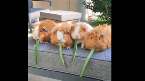 Cute Animals video.