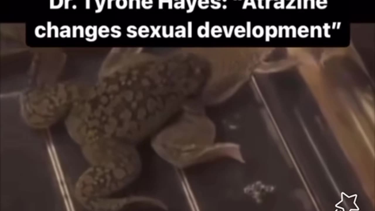 Atrazine turning frogs gay