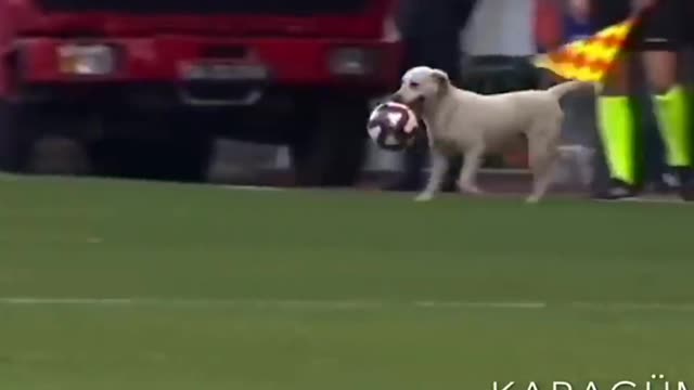 Canine interruption .how a dog brought a football match to a halt