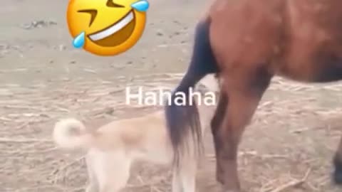 Horse anger