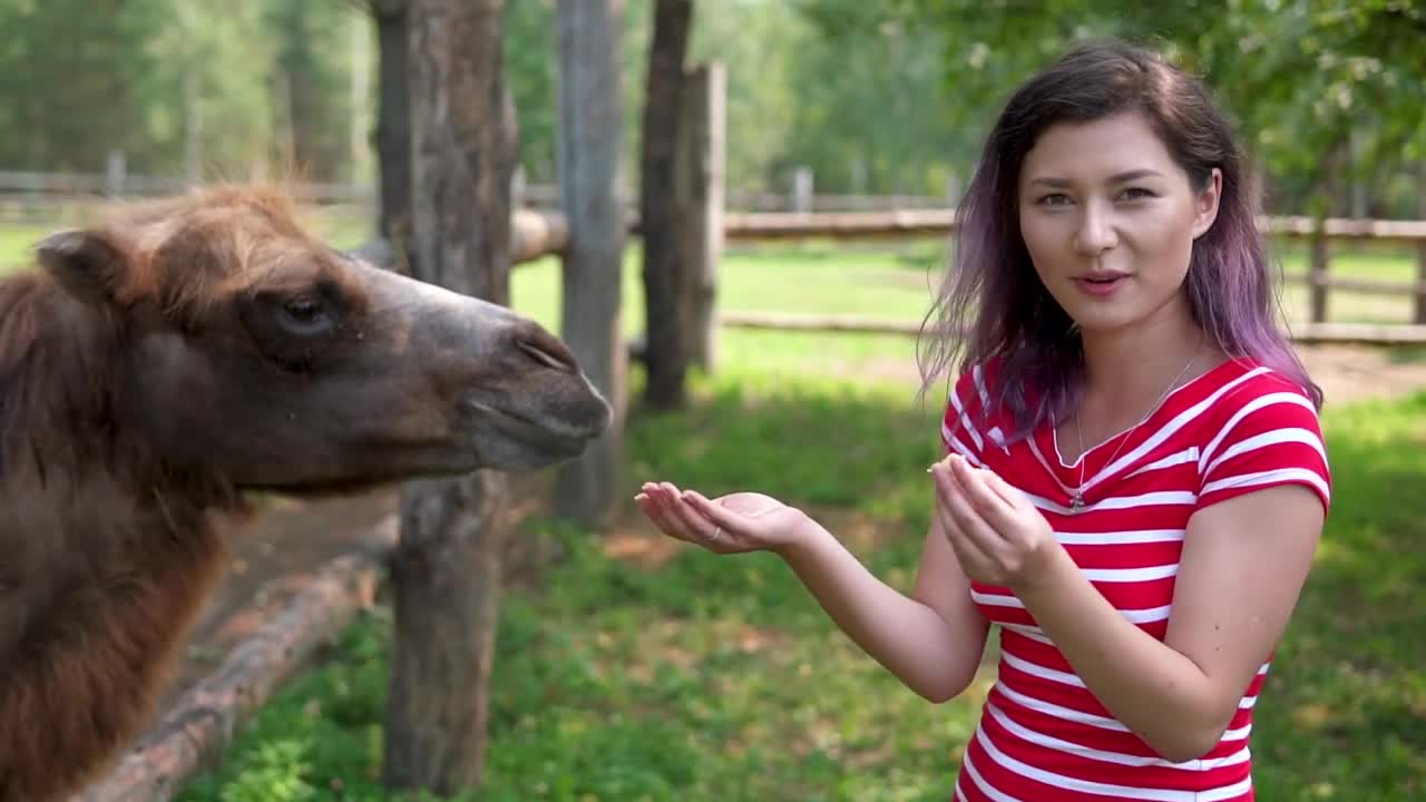 pretty girl feeding a camel in a zoo