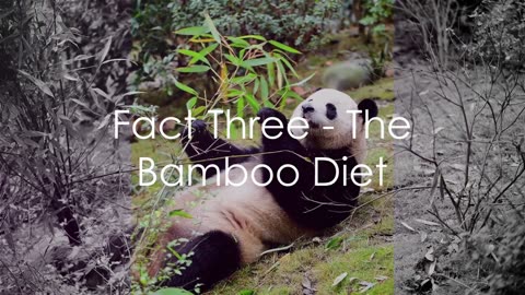 Panda Paradox: 7 Unusual Panda Facts You Never Knew