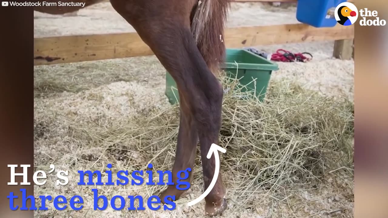 Baby Horse Gets A New Leg So He Can Walk