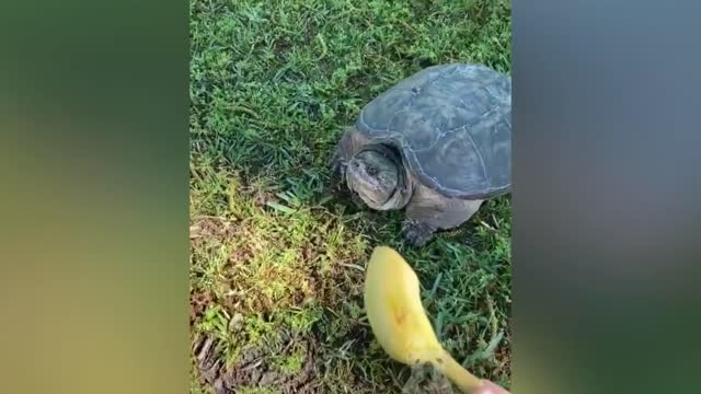 Funny and cute animals (12)