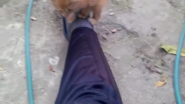 Small orange kitten walks up mans leg