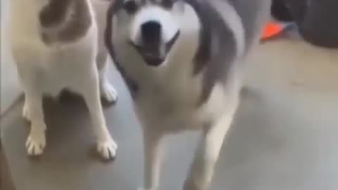 Fun with husky