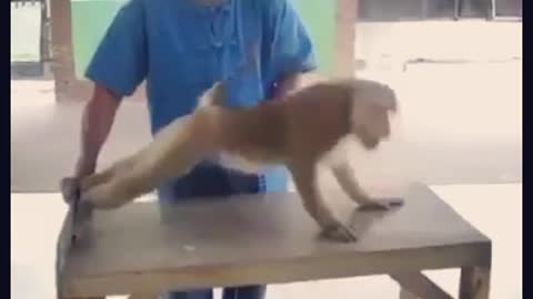 Monkey Physical exercise in funny way