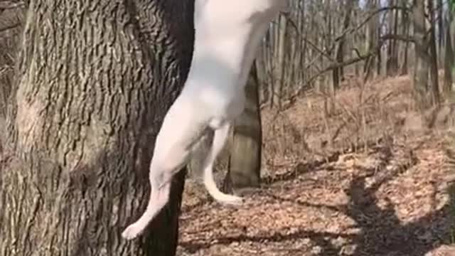 Dog Amazing Jump Video