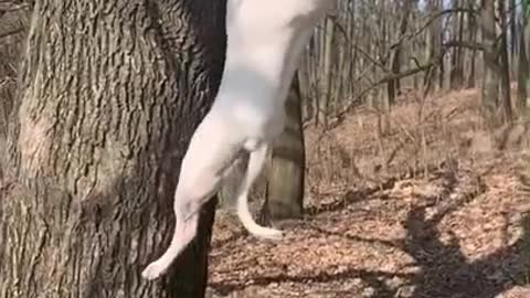 Dog Amazing Jump Video