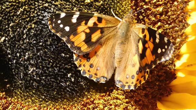 Big big butterfly in the flower