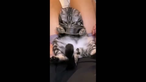 Funniest Cats. Funny Cat Videos. Funny Cats.