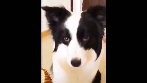 01 - Try Not To Laugh Dogs And Cats Reaction To Food - Funny Animal Reaction