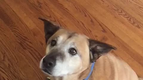 Brown dog misses orange treat toss hits face