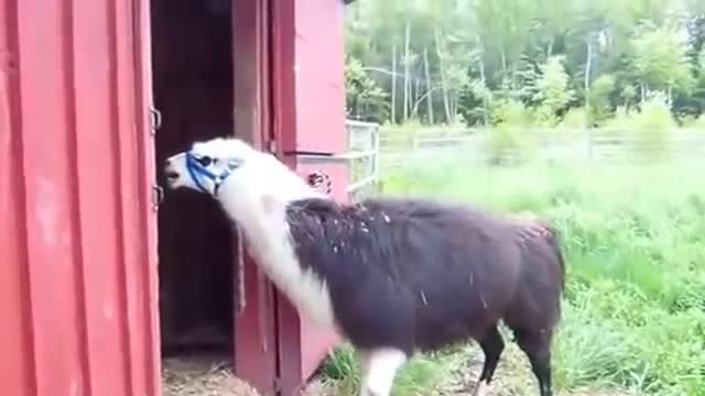 Funny Animal screaming.