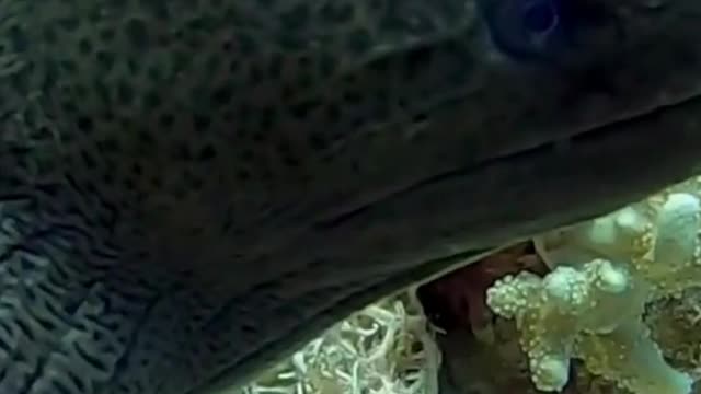 Beautiful Moray Eel Fish