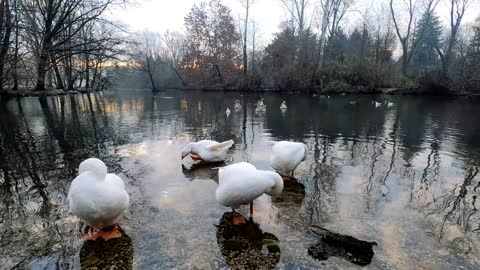 Duck and Goose video | Animals Video | Birds