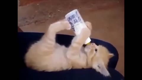 Baby cat drinking milk in fidder