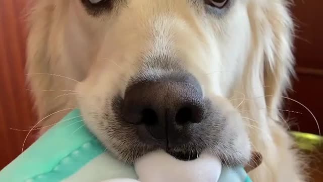 funny dogs try not to laugh golden retriever funny dogs top videos pets laughs laughs 2021 pets