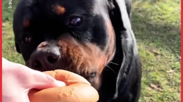 Animals Enjoying Food Compilation new