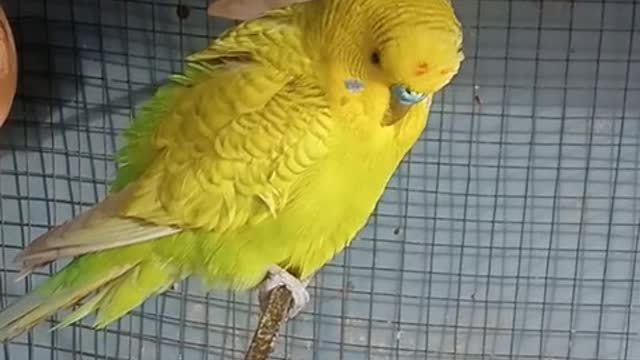 My pets Australian parrots