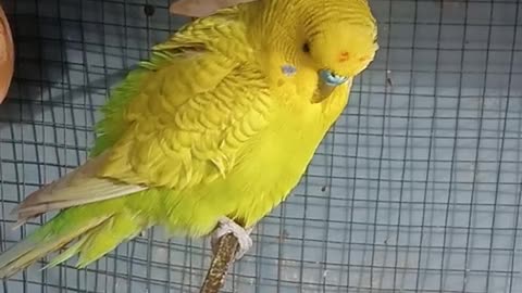 My pets Australian parrots