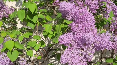 Lilac flowers are fragrant