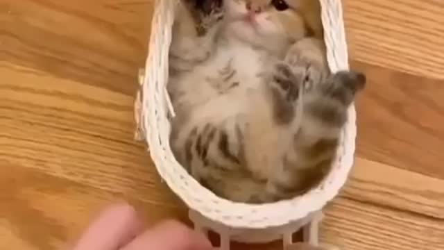 Cute Cats and kittens compilation video | #short