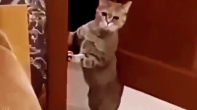 Cat 🐈 Funny Video l Cat Expression l Cat 🐱 Cute Expression