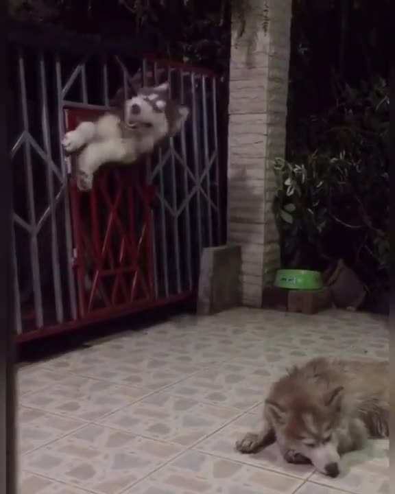 Various instances of pets being petted by residents No. 19