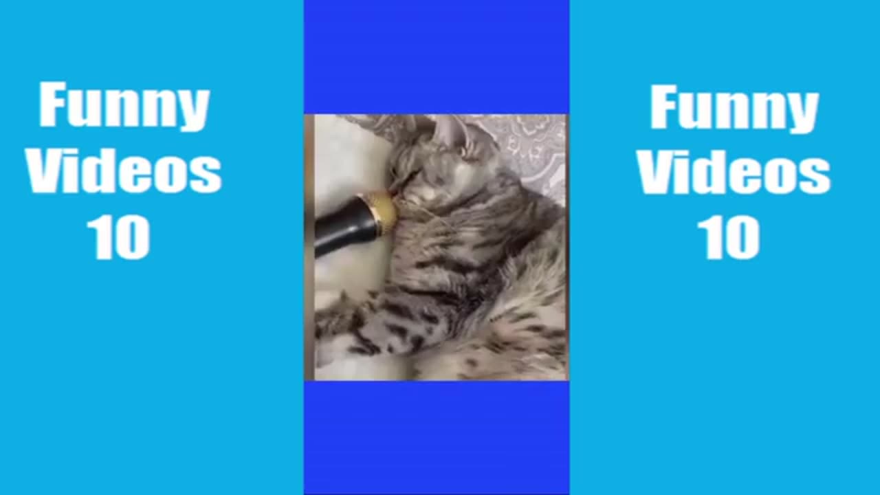 Pets funny videos