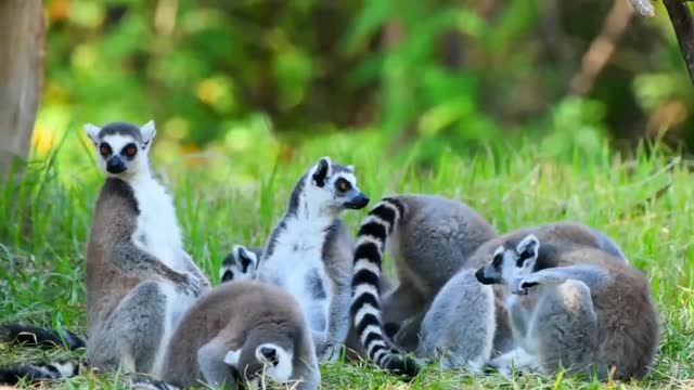 Funny Meerkats in three Wild