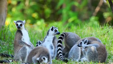 Funny Meerkats in three Wild