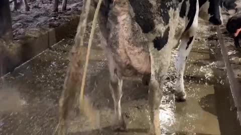 Cow Needs a Little Pepto