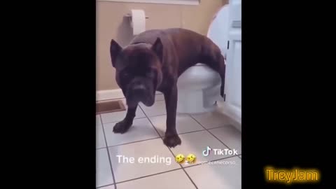 (Clean) Try Not to LAUGH & Challenge IMPOSSIBLE | Funny Memes Compilation 2023