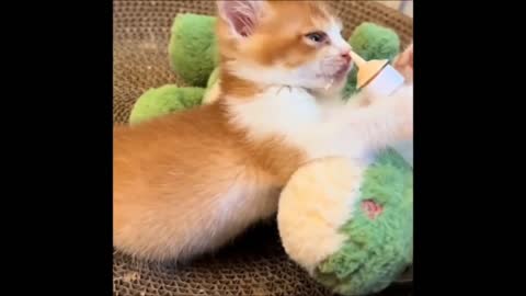 Pet's world 🐾