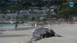 Dead humpback