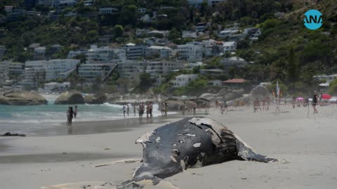 Dead humpback
