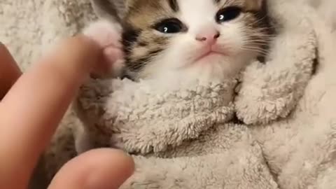 Funny Baby cat - Super cute baby kitten