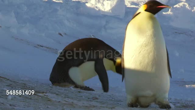 Penguin In Snowbank