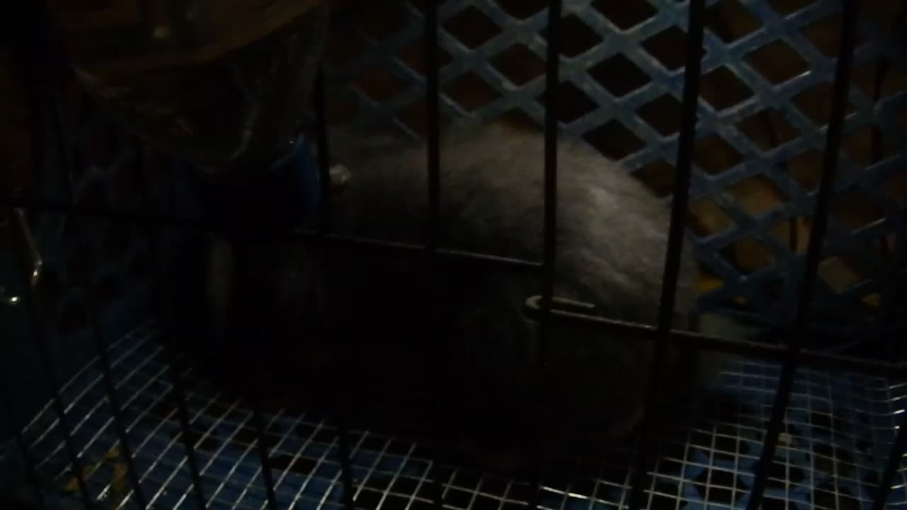 The new Baby Miss Bunny comes home.